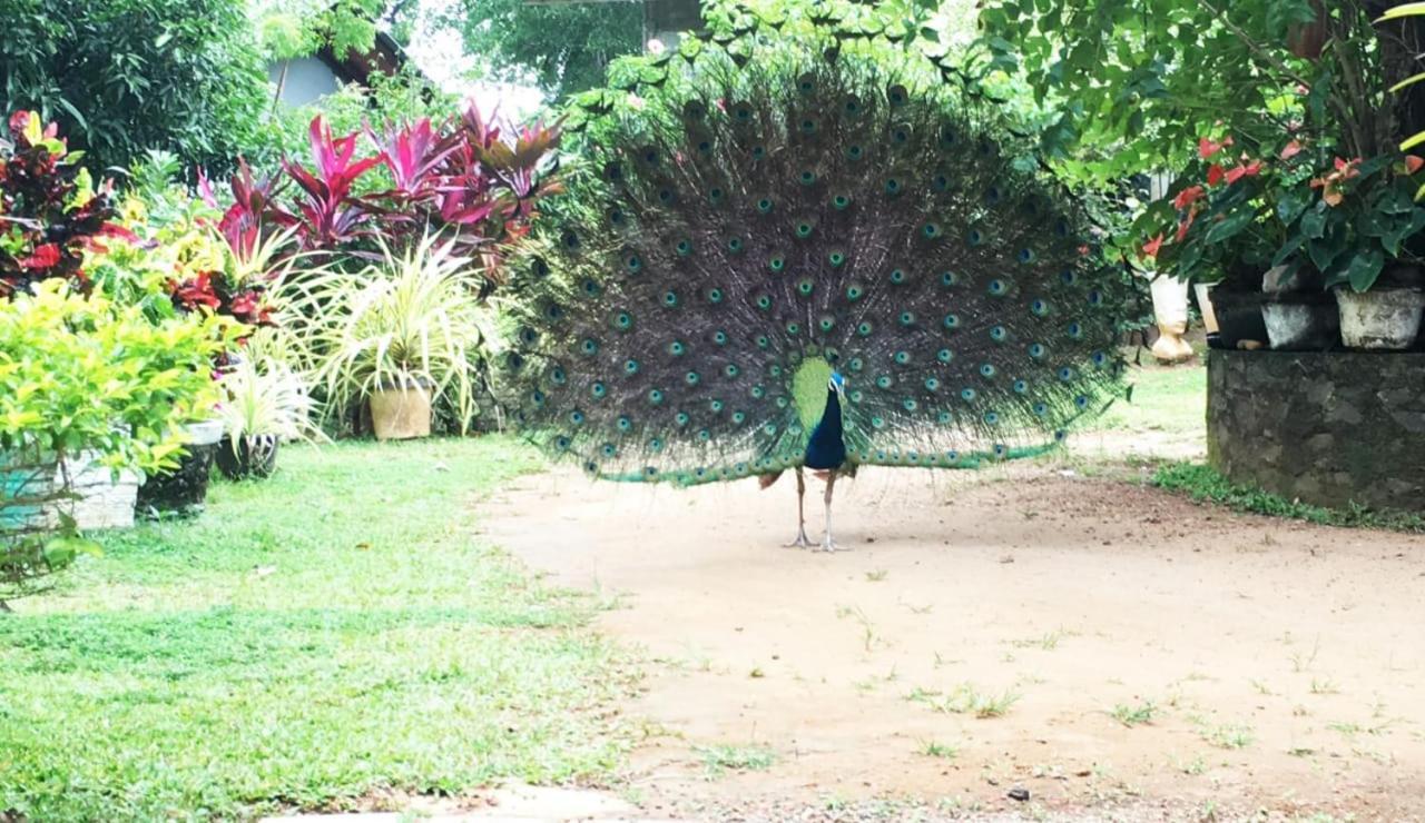 Bird House Homestays Tangalle Luaran gambar