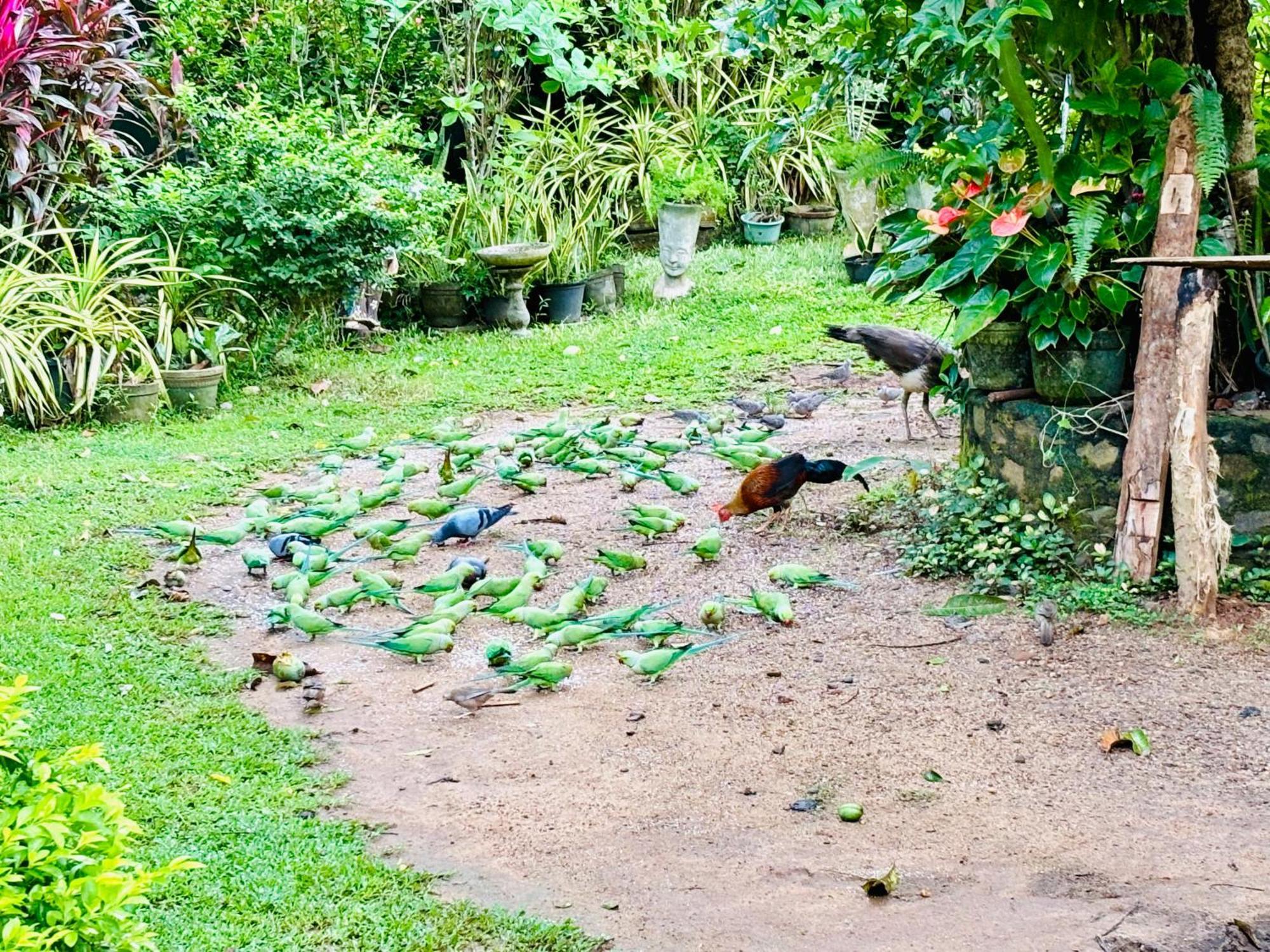 Bird House Homestays Tangalle Luaran gambar